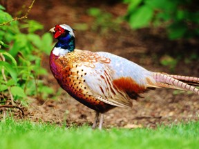 The Long Point Fish and Game Club reported this week that the 2020 pheasant hunt in Norfolk County was a success. – File photo