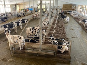 Listowel's The Ranch 100.1 FM will broadcast live from the milking barn at Maplevue Farms in North Perth on World Milk Day June 1, during which hosts will interview local producers, industry experts and government representatives about the importance of the local dairy industry and give away a Holstein calf to one lucky listener. (Submitted photo)