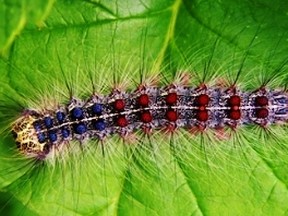 Norfolk County is preparing to spray three municipal woodlots in anticipation of a large outbreak of gypsy moth caterpillars this spring. -- Norfolk photo
