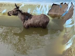 A yearling moose is trapped in a swimming pool in Garson on Monday afternoon. Natural resources staff and Greater Sudbury Fire Services were on scene to free the animal.
