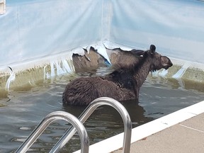 An exhausted young moose stands in a Garson swimming pool on Monday after making multiple failed attempts to clamber out. The yearling female was eventually tranquilized by natural resources staff and safely released back into the bush before nightfall.