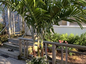 Adonidia is a taller growing palm with a single stem and long arching fronds, writes gardening expert John DeGroot. He recommends that it be planted in a large container to create a truly tropical feel. John DeGroot photo