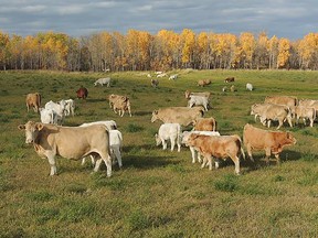 Cow grazing in a pasture. (supplied photo)