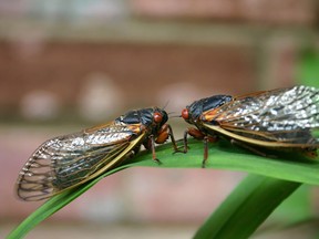 Periodical cicadas. Photo Courtesy Tracy Lee.