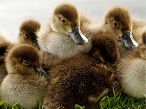 Strathcona County Emergency Services rescued ducklings from a storm drain on Sunday, May 16. Postmedia File