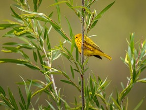 A yellow warbler pauses momentarily on a willow along the Bow River near Carseland, Alta. Thje birds are also a common species in the Grande Prairie area. FILE PHOTO Mike Drew/Postmedia