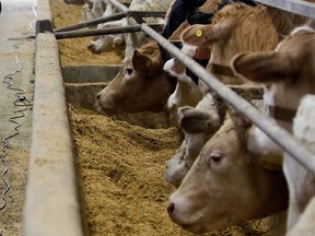 A beef cattle operation near Lucan, in 2013. (File photo/Postmedia Network)