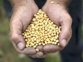 Ontario farmers who have held onto their corn and soybean crops may have received more value from their work than usual as old crop prices have rallied this month. Soybean prices peaked at Chatham-Kent elevators at an average of $20.29 per bushel on May 12, while old corn prices hit an average of $9.06 per bushel in Chatham-Kent on May 7. Soybean prices were down to $19.76 per bushel and corn prices dropped to $8.19 per bushel as of May 14. File photo/Postmedia Network