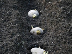 Ted gives best days for planting sprouted seed potatoes and reveals why some potatoes grow toes at certain times. (photo courtesy Earth Apples seed potatoes)