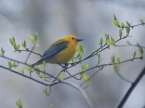Samuel Phaneuf took this photo of a prothonotary warbler at Point Pelee National Park near Leamington, Ont. SUPPLIED