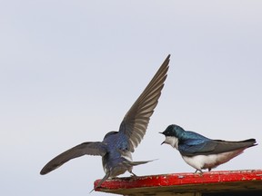 A pair of tree swallows appear to having a conversation as they perch on top of a nesting box in the Cummings Lake Recreation Area. PHOTO RANDY VANDERVEEN