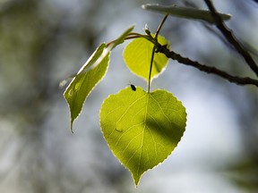 The bright green leaves of spring hang on the branch of an aspen along the banks of the Peace River. Northern Alberta greens up almost over night as the warmer spring days help move things along. PHOTO RANDY VANDERVEEN