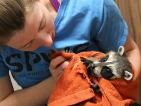 Biologist Tess Miller examines a raccoon cub in June 2020 at Sandy Pines Wildlife Centre. The centre is now receiving many raccoons with canine distemper, a virus which can spread to domestic animals.