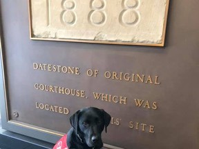 Jake the facility support dog sits at the ready with his vest on for a day of work at the courthouse.