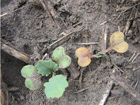Plant on left is unharmed, plant on right has dead cotyledons but new growth is occurring from the middle of the plant (growing point). (supplied photo)