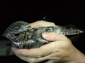 Biologists at the University of Alberta are shedding light on the habits of a mysterious species of nocturnal birds, the common nighthawk. (Supplied photo/Jonathan DeMoor, U of A)