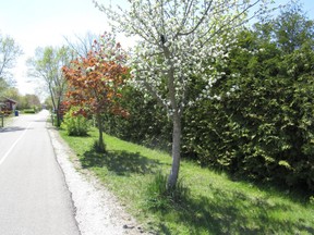 In partnership with SauGreen, $6,000 worth of trees were planted recently along the Saugeen Rail Trail, a 13 kilometre mulit-use, non-motorized trail that runs between Port Elgin and Southampton. [Supplied]