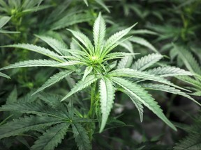 Marijuana seized by the OPP from a Simcoe area farm.