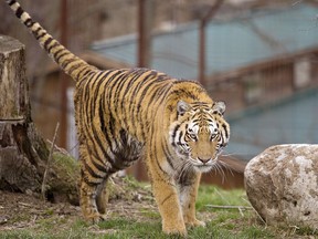 A tiger named Ophelia is one of more than 80 species of animals at Twin Valley Zoo just east of Brantford.