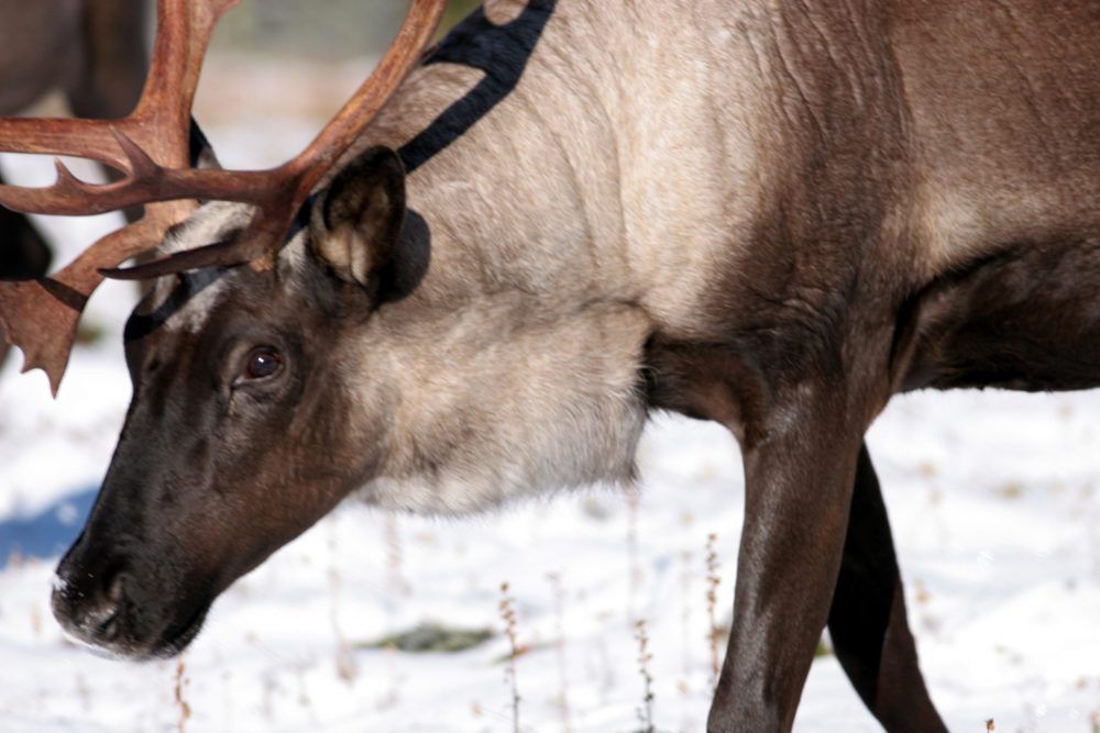 Captive caribou breeding proposal in Jasper National Park gets OK from