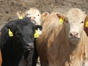 Cattle are shown in the pen at Thorlakson Feedyards Inc. near Airdrie, Ab, north of Calgary on Friday, April 24, 2020.  Alton Edward Wood of Drayton Valley has been charged with fraud over $5,000, utter forged documents and not fully completing information, providing false information or described livestock incorrectly.