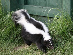 A skunk is seen in a backyard.