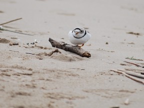 One of the piping plovers that landed this season at Sauble Beach. DENIS LANGLOIS