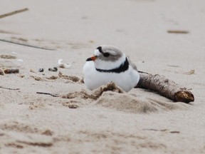 This young male piping plover was observed at Sauble Beach May 4 and 5, but hasn't been seen since. DENIS LANGLOIS