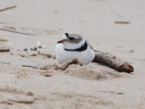 This young male piping plover was observed at Sauble Beach May 4 and 5, but hasn't been seen since. DENIS LANGLOIS