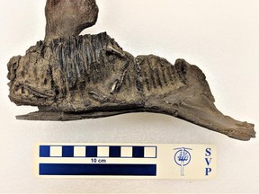 The lower jaw of a duckbilled dinosaur from the newly described Spring Creek Bonebed near Grande Prairie.