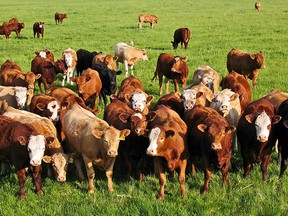 cattle