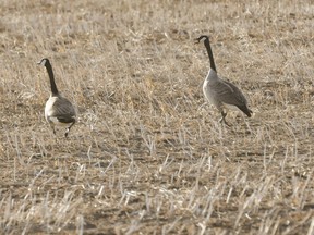A pair of Canada geese waddle across a field.