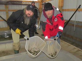 Al Sutter (left) Bruce Peninsula Sportsmen's Association hatchery manager, and Kevin Harders, BPSA president, show off hatchery raised rainbow trout in this photo from 2018. (supplied photo)