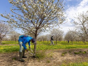 Amos Lendore, of Trinidad and Tobago, trims cherry trees Wednesday at Schuyler Farms in Simcoe. In the row next to Lendore is Kevin Daniel, also of Trinidad and Tobago, and in the distance is Sheila Swcharan. Lendore, like others he works with, came to Canada in July, and he hasn't returned home due to COVID-19 travel restrictions. (Mike Hensen/The London Free Press)