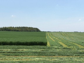 Older stands of alfalfa and fields with cereal rye for ryelage are being harvested with plans to plant a crop of corn or soybeans