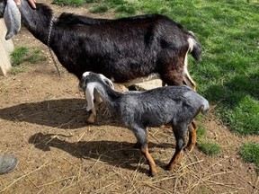 An image of a baby goat believed to have been stolen from Riverdale Farm in Toronto