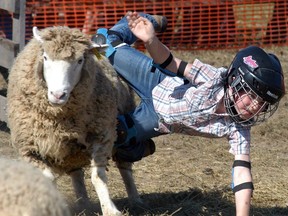 Cullen McFadden falls to the ground off a sheep during the mutton busting competition at the Dresden Exhibition in Dresden, Ont., on Saturday, July 29., 2017. (David Gough/Postmedia Network)