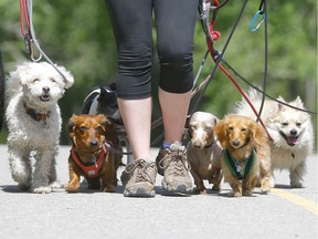 A Dog's Day. Fort Saskatchewan City council has approved a motion to dedicate a section of the West Rivers Edge dog park to small dogs only. Postmedia Filephoto.
