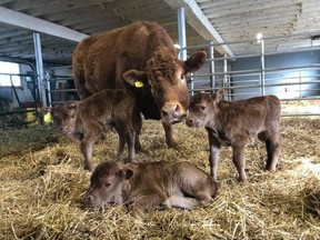 BARN – Emma, a Limousin beef cow on the storied Bow Park Farm, had a surprise for her owners when she delivered triplets in April – an extreme rarity in cattle breeding.