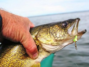 Walleye.