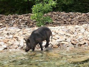 Wild boar sighted on Hay Island. (Robert Bourne photo)