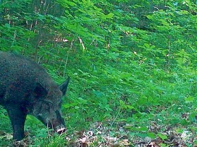 Wild pigs sightings need to be report. (file photo)