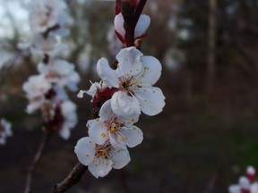 More than any other fruit, apricot blossoms are susceptible to spring frost damage. (Ted Meseyton)