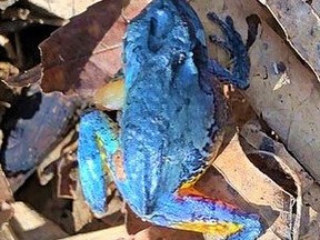 The discovery of a blue tree frog suggests Bell Creek, a provincially significant wetland, needs protection from human encroachment, according to one area resident who found it. JULIE ROBERTS