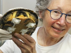 Volunteer Susan Irving holds a Blanding's turtle repaired by staff Friday, June 12, 2020 at Sandy Pines Wildlife Centre in Napanee. The plastic strapping is removed once the shell heals.