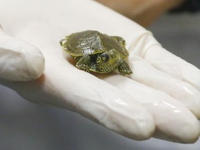 A map turtle with an eye injury stands on Susan Irving's palm Friday, June 12, 2020 at Sandy Pines Wildlife Centre in Napanee. Dozens of injured turtles - and babies hatched from dead ones - are released every year after care at the centre.