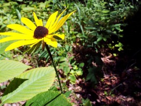 Yellow cornflower at Rondeau Provincial Park, in a file photo from June 2010. File photo/Postmedia Network