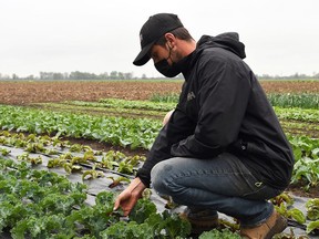 Alex Wingrove, owner of Country Market Garden, checks on the crops at the Chatham-area farm May 3, 2021. Wingrove will be awarded the Young Entrepreneur of the Year Award by the Chatham-Kent Chamber of Commerce this year.