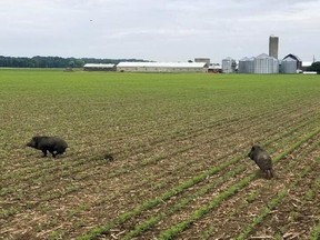 Two wild pigs are shown on a farm in Chatham-Kent. This photo was posted to Twitter in September by Ryan Brook, an associate professor from the University of Saskatchewan who studies wild boars.