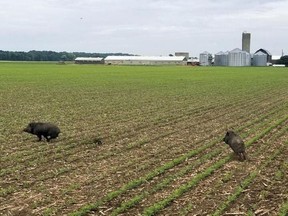 Two wild pigs are shown on a farm in Chatham-Kent. This photo was posted to Twitter in September 2018 by Ryan Brook, an associate professor from the University of Saskatchewan who studies wild boars. (Handout)